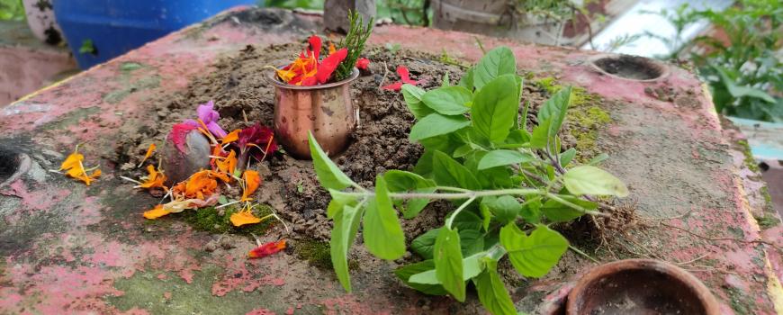 आज हरिशयनी एकादशी, तुलसीको बिरुवा सारिँदै